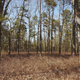 South Jersey woods - Trying to get some depth on this one